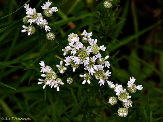 {Pycnanthemum tenuifolium}